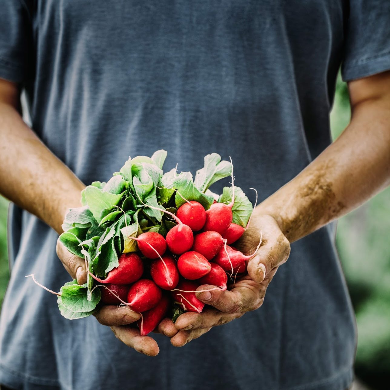 person with hands full of fresh produce from the garden