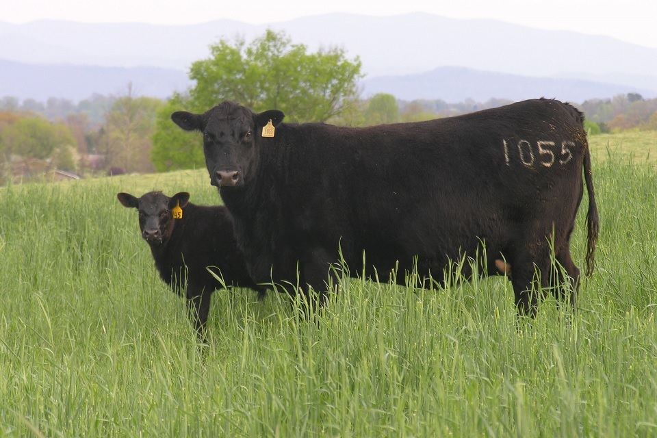 Picture of cow and calf in grass pasture