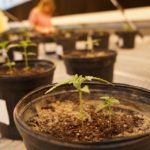 Picture of planters in laboratory