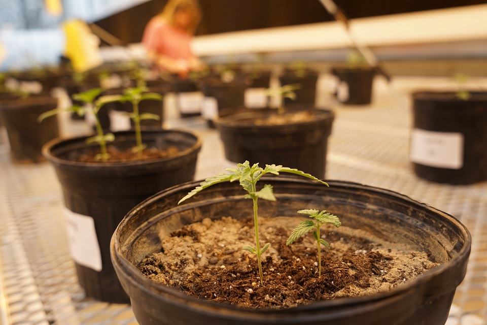 Picture of planters in laboratory