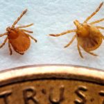 Asian Longhorned Tick