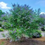 Chastetree at UT Gardens, Jackson