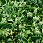 Soybeans Dicamba Damage