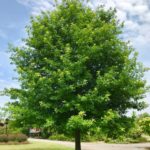 Nuttall Oak tree