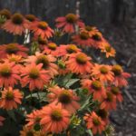 Flowers at Plateau AgResearch and Education Center