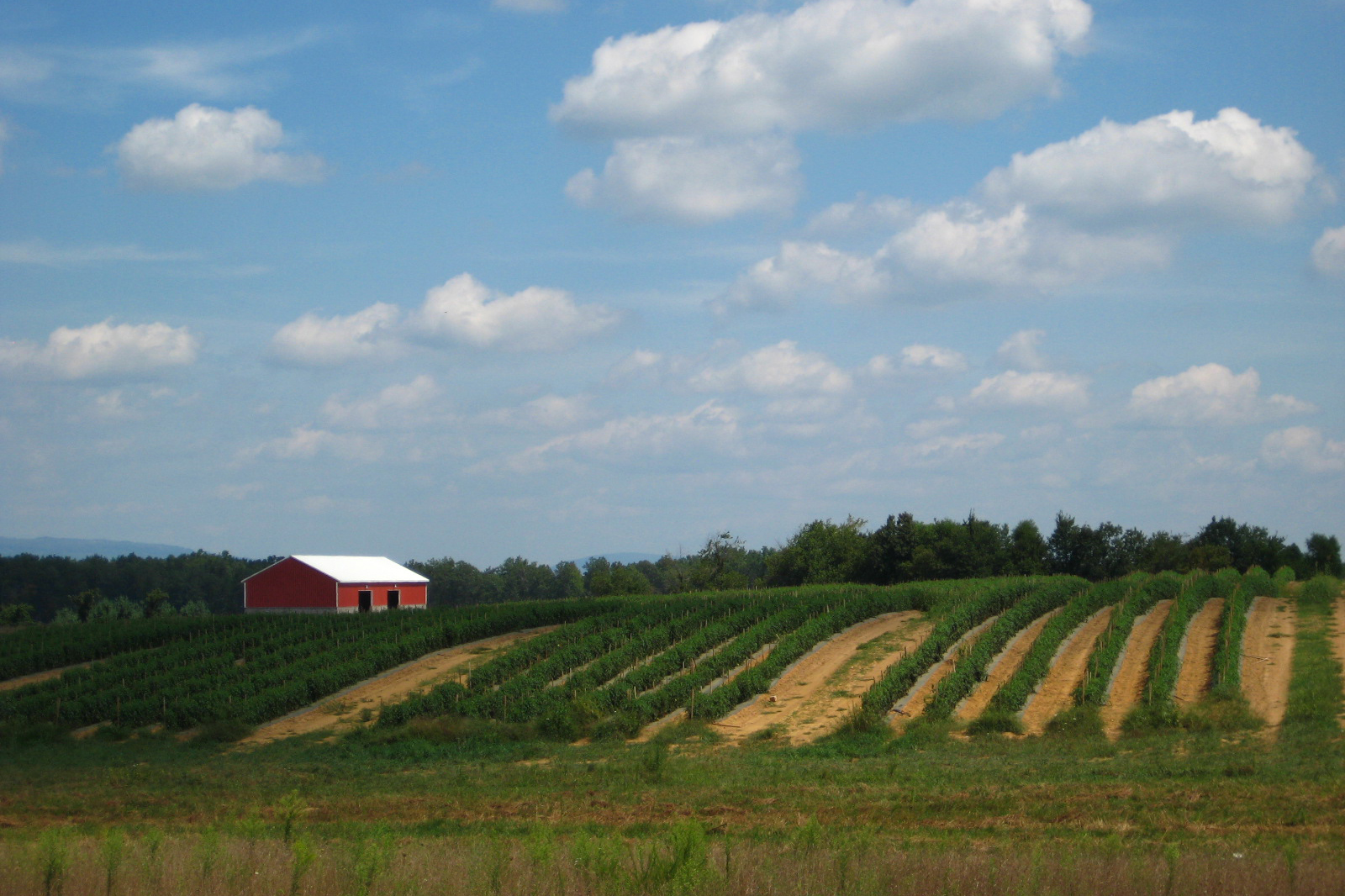 Farm in Tennessee