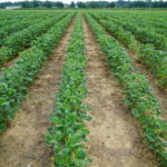 Soybeans with Dicamba Injury