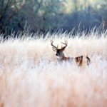 White Tail Deer in field