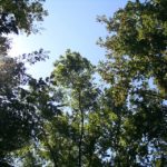Woody Biomass