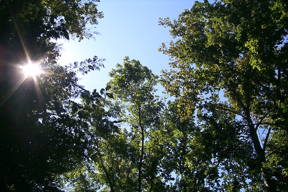 Woody Biomass