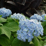 Endless Summer Hydrangea