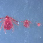 Picture of three stages of asian longhorned tick development