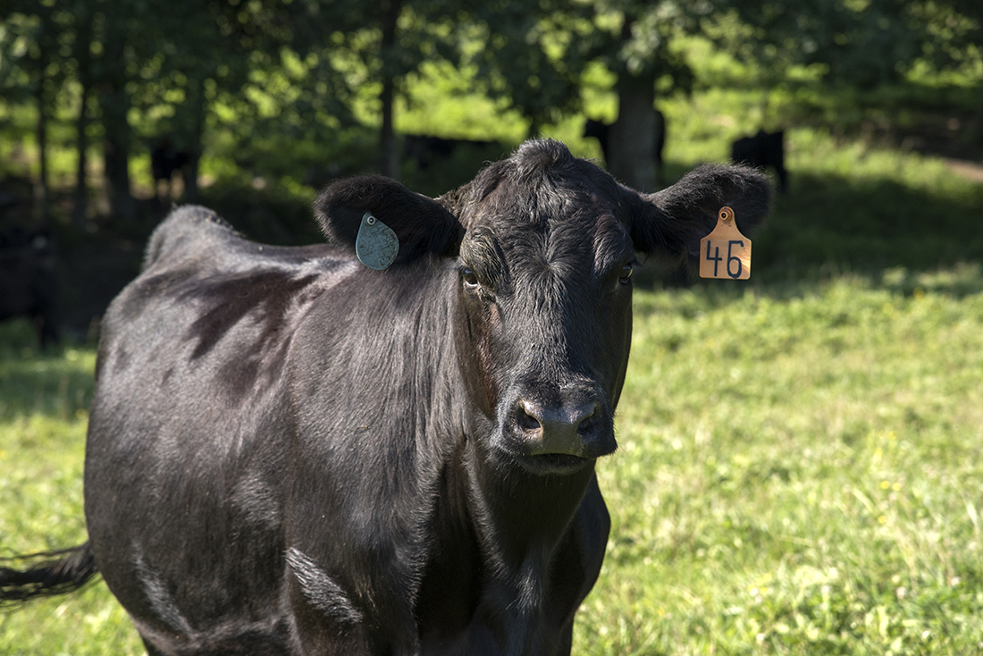 Picture of a beef cow