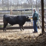 Picture of man surveying bull