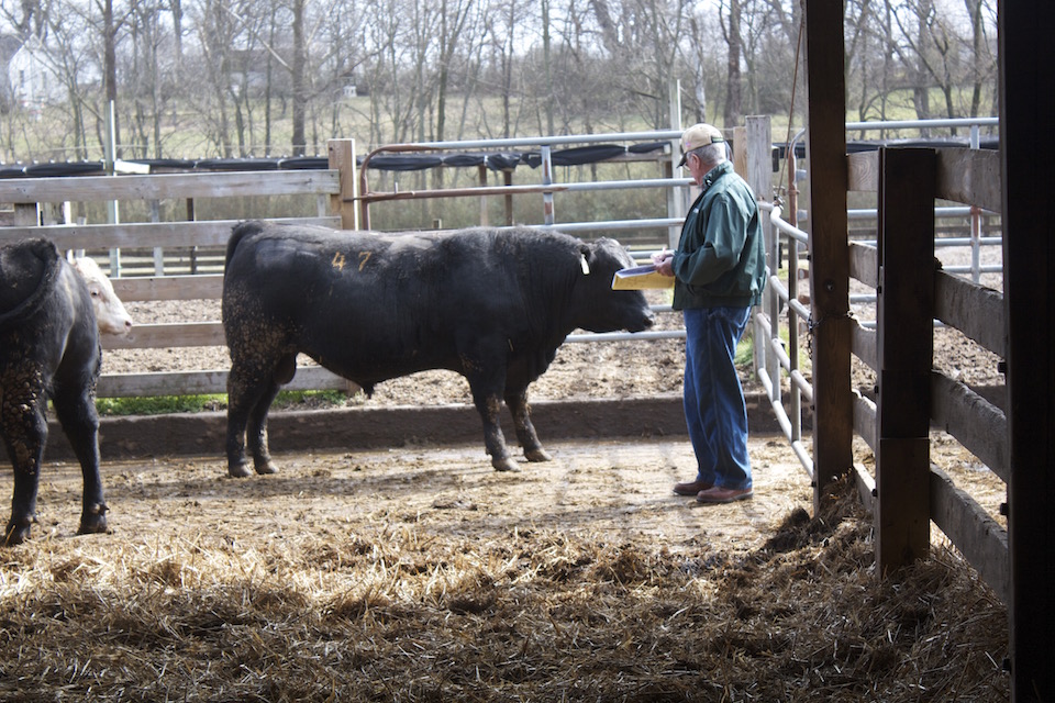 Picture of man surveying bull