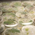 Picture of petri dishes in a lab