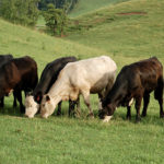 Picture of cattle grazing