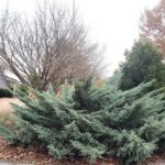 Picture of Holbert Chinese juniper
