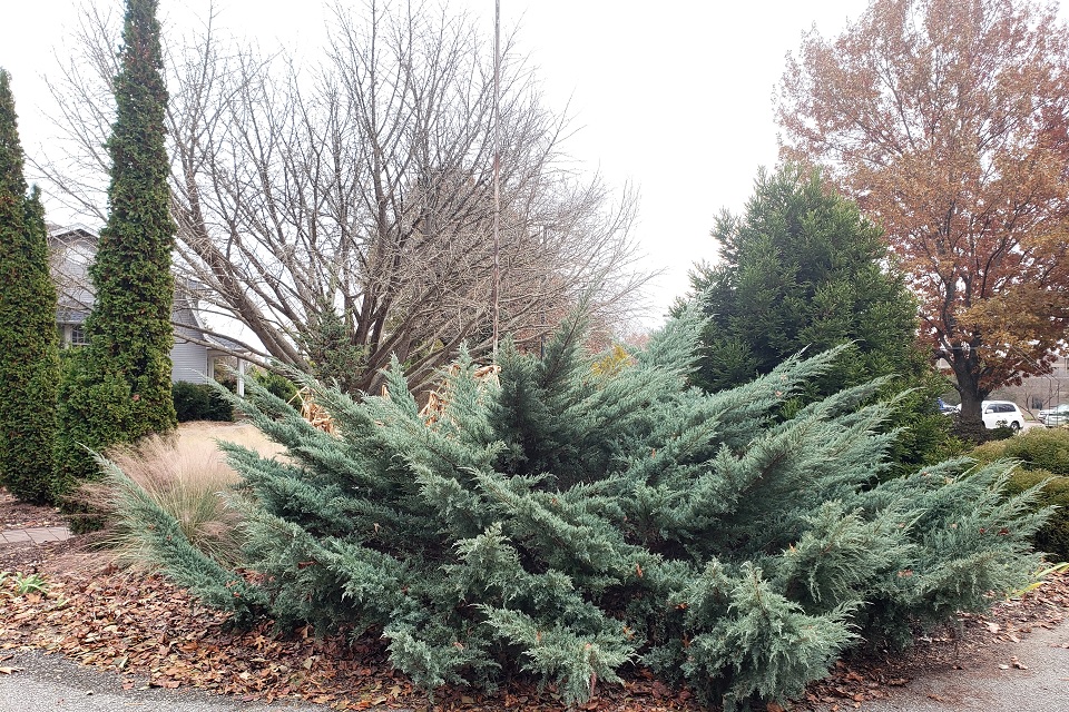 Picture of Holbert Chinese juniper