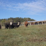 Picture of heifers grazing