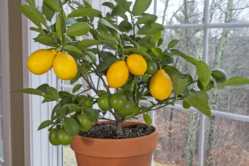 Picture of Meyer lemon growing in a container