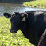 Picture of angus cattle near a stream