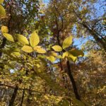 Photo of trees in autumn