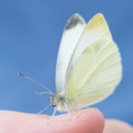 Picture of cabbage white butterfly