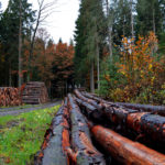 Picture of felled logs in a stand of trees