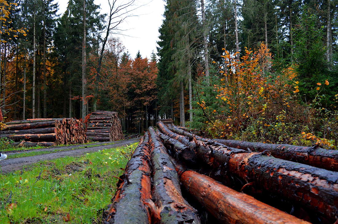 Picture of felled logs in a stand of trees