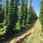Picture of hops production