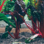 Picture of Swiss chard