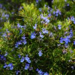 Picture of flowering rosemary