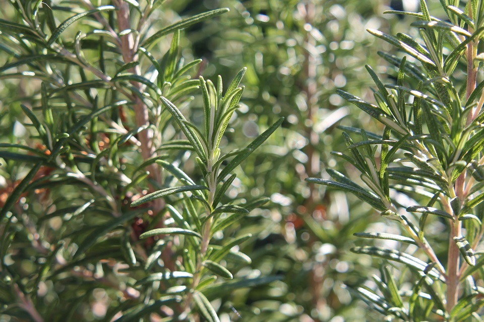 Picture of rosemary plant