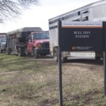Picture of cattle trailers lined up at bull sale
