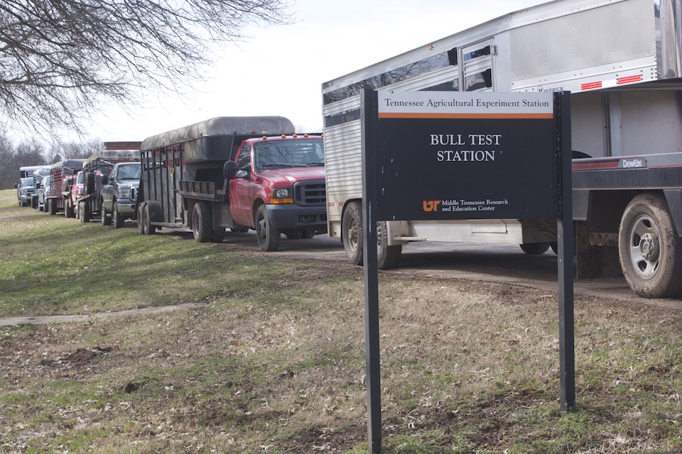 Picture of cattle trailers lined up at bull sale