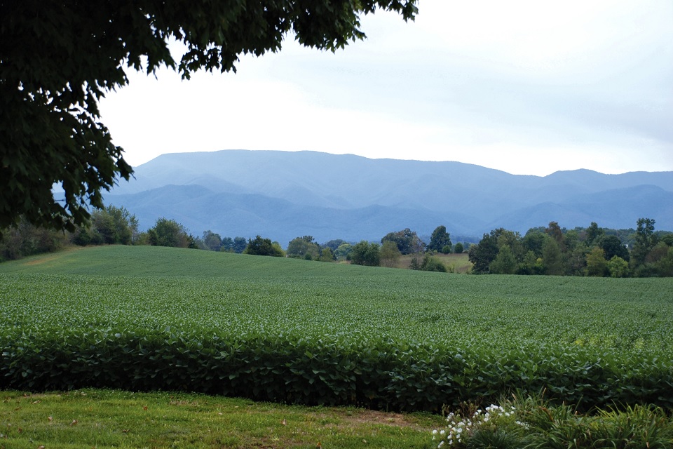 Picture of idyllic east Tennessee agriculture