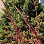 Picture of silky dogwood