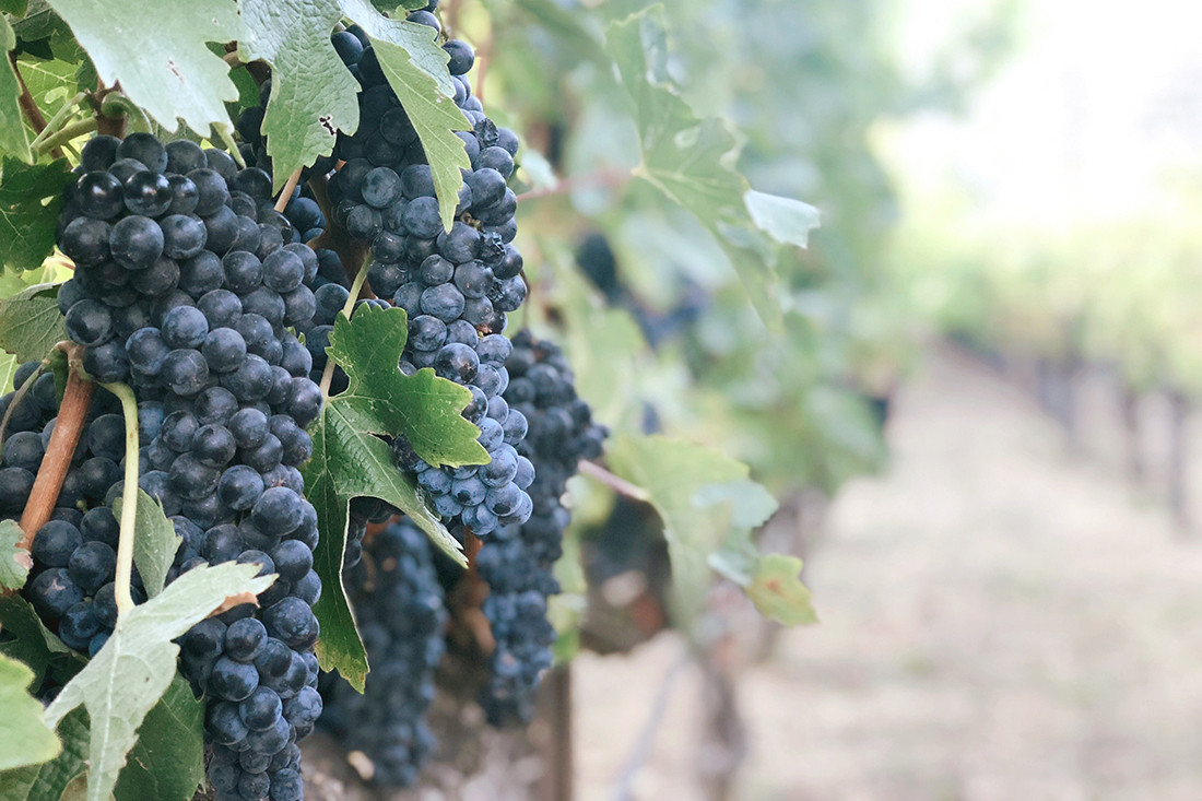 Picture of grapes growing on a vine