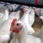 Picture of broiler chickens
