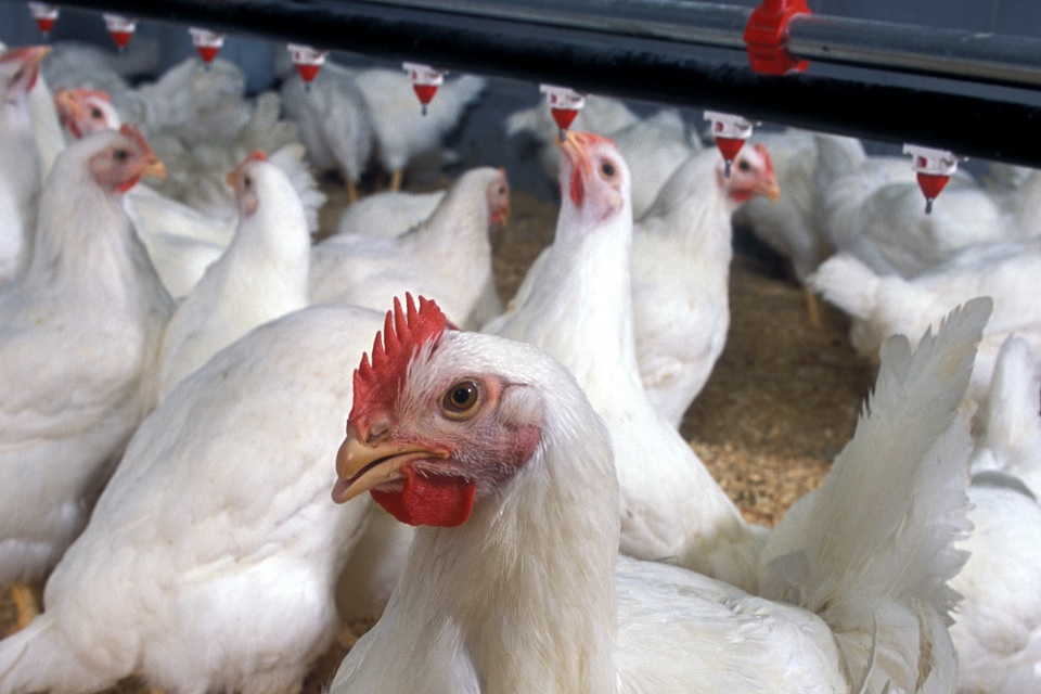 Picture of broiler chickens