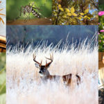 Collage of images depicting animals, plants and people