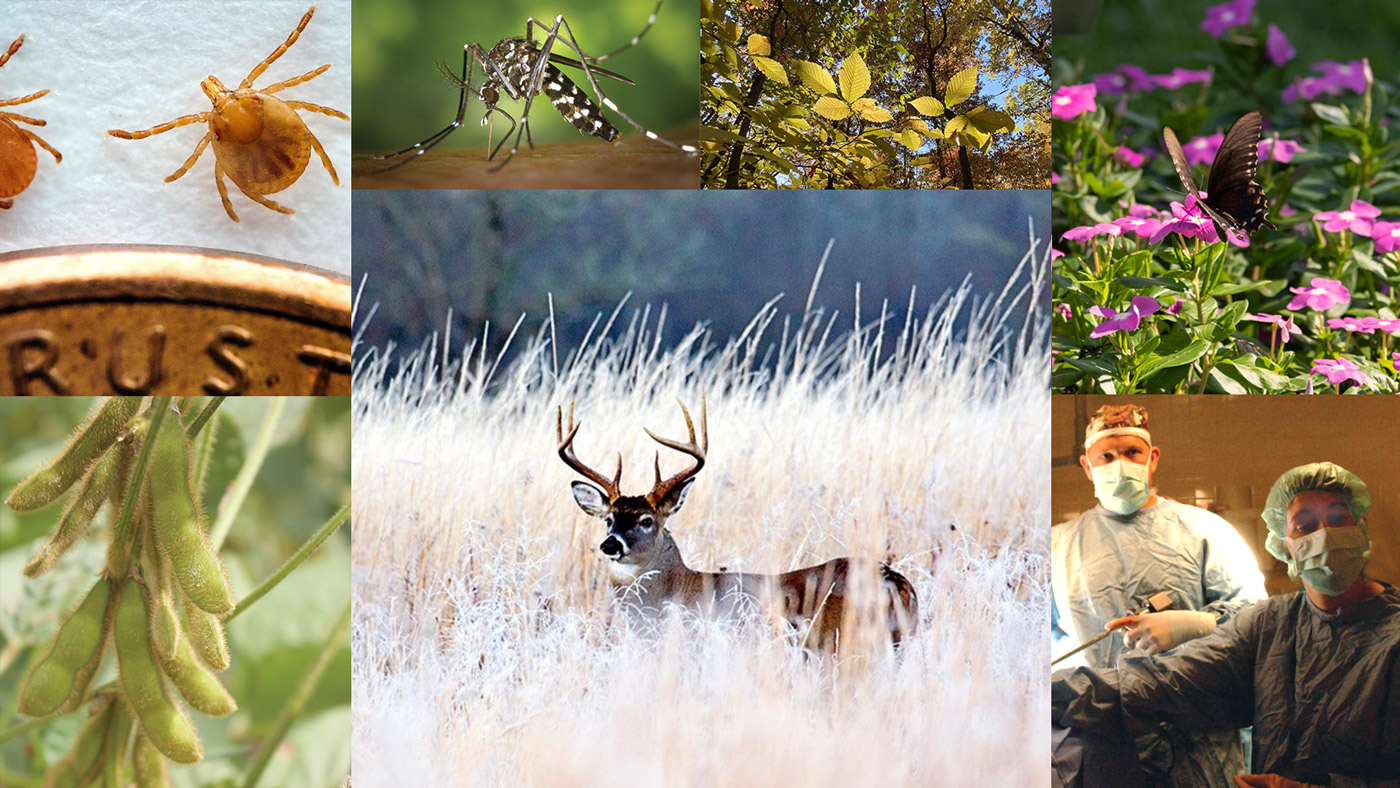 Collage of images depicting animals, plants and people