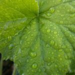 Picture of Heuchera villosa ‘Autumn Bride’ stunning foliage