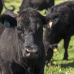 Picture of beef cow