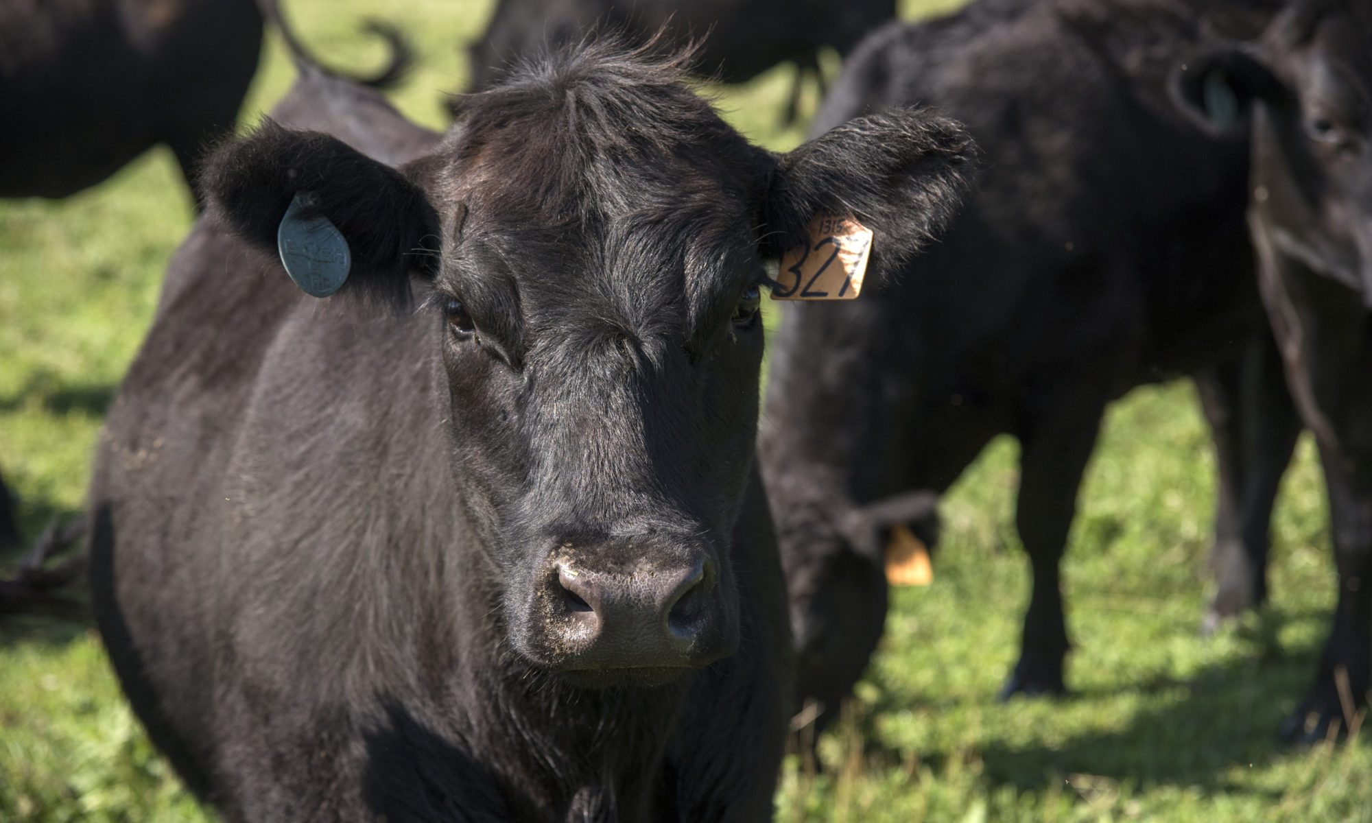 Picture of beef cow