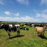 Picture of Holstein cows in a pasture