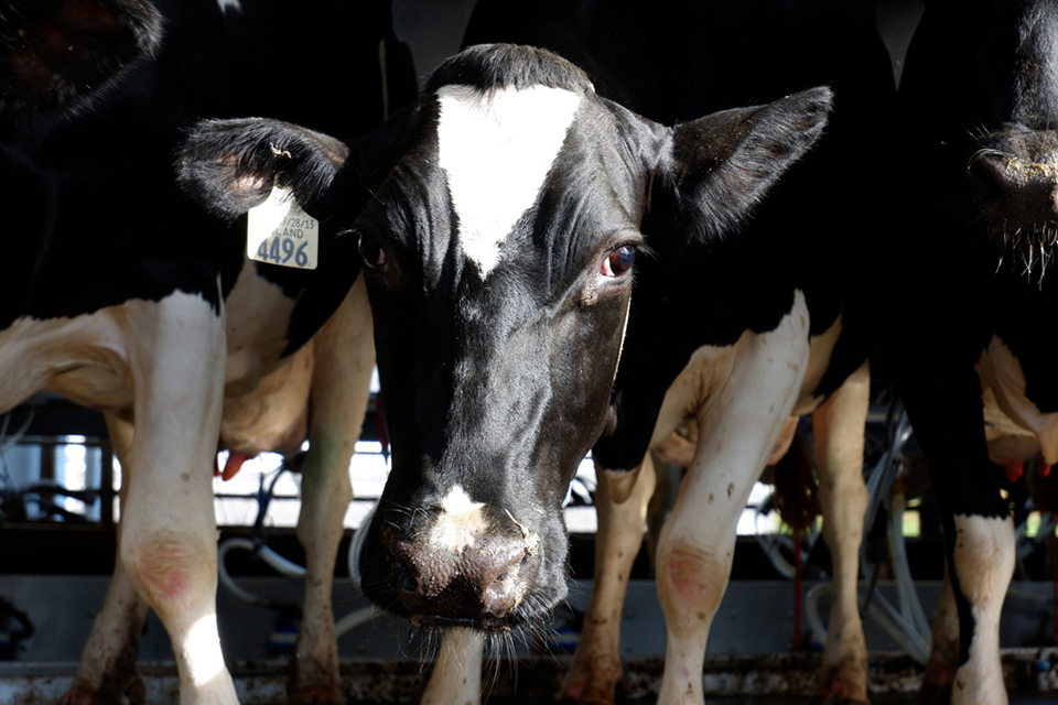Picture of dairy cow