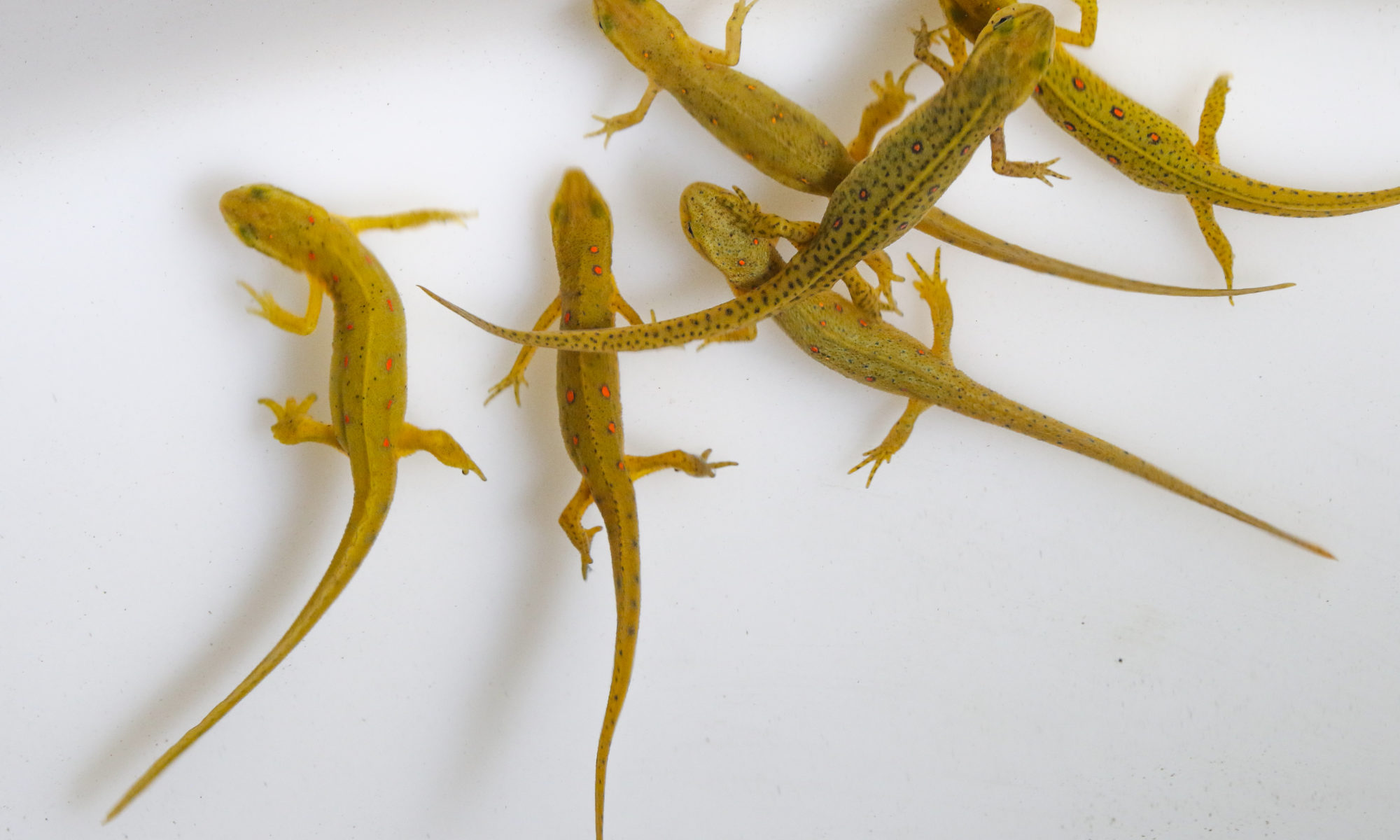 Picture of newts