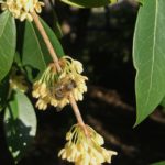 Picture of osmanthus plant with a bee